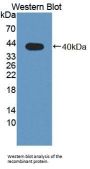 Phospholipid Scramblase 4 (PLSCR4) Antibody