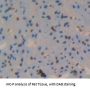 ATPase, Na+/K+ Transporting Beta 4 Polypeptide (ATP1B4) Antibody