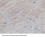 Peroxisomal Biogenesis Factor 1 (PEX1) Antibody