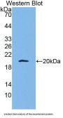 Apolipoprotein A5 (APOA5) Antibody
