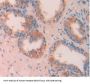 Apolipoprotein A5 (APOA5) Antibody