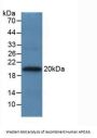 Apolipoprotein A5 (APOA5) Antibody
