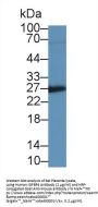 Insulin Like Growth Factor Binding Protein 4 (IGFBP4) Antibody