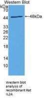 Interleukin 24 (IL24) Antibody