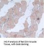 Interleukin 24 (IL24) Antibody