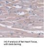 Interleukin 24 (IL24) Antibody