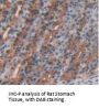 Interleukin 24 (IL24) Antibody