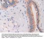 Cathelicidin Antimicrobial Peptide (CAMP) Antibody