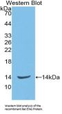 Endoglin / CD105 (ENG) Antibody