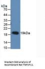 Tumor Necrosis Factor Ligand Superfamily Member 11 (TNFSF11) Antibody