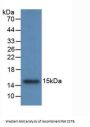 Cystatin B (CSTB) Antibody