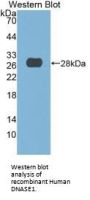 Deoxyribonuclease-1 (DNASE1) Antibody
