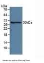 Interleukin 33 (IL33) Antibody