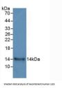 Interleukin 33 (IL33) Antibody
