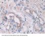 Interleukin 33 (IL33) Antibody