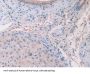 Interleukin 33 (IL33) Antibody