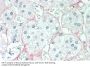Cortisol Antibody