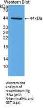 Interferon Alpha (IFNa) Antibody