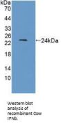 Interferon Beta (IFNb) Antibody