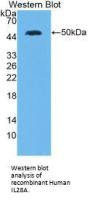 Interleukin 28A (IL28A) Antibody