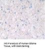 Interleukin 28A (IL28A) Antibody