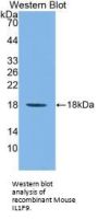 Interleukin 36 Gamma / IL1F9 (IL36G) Antibody
