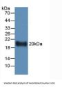 Interleukin 19 (IL19) Antibody