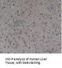 Myelin Basic Protein (MBP) Antibody