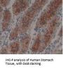 Myelin Basic Protein (MBP) Antibody