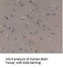 Myelin Basic Protein (MBP) Antibody