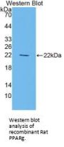 Peroxisome Proliferator Activated Receptor Gamma (PPARg) Antibody