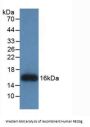 Regenerating Islet Derived Protein 3 Gamma (REG3G) Antibody