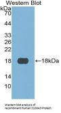 S100 Calcium Binding Protein A3 (S100A3) Antibody