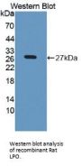 Lactoperoxidase (LPO) Antibody