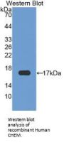 Chemerin (RARRES2) Antibody