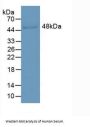 Leucine Rich Alpha-2-Glycoprotein 1 (LRG1) Antibody