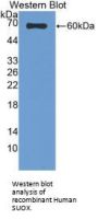 Sulfite Oxidase (SUOX) Antibody