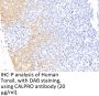 Calprotectin Antibody