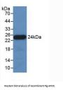 Apolipoprotein E (APOE) Antibody