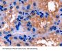 Apolipoprotein E (APOE) Antibody