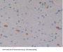 Erythropoietin (EPO) Antibody
