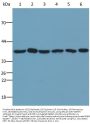 Glyceraldehyde-3-Phosphate Dehydrogenase (GAPDH) Antibody