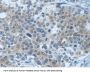 Glyceraldehyde-3-Phosphate Dehydrogenase (GAPDH) Antibody