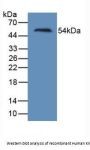 Hepatitis A Virus Cellular Receptor 1 (HAVCR1) Antibody