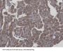 Interleukin 6 (IL6) Antibody