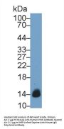 Cytochrome C, Somatic (CYCS) Antibody