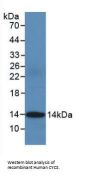 Cytochrome C, Somatic (CYCS) Antibody