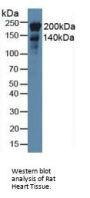 Nestin (NES) Antibody