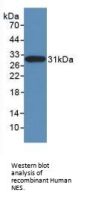 Nestin (NES) Antibody