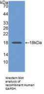 Glyceraldehyde-3-Phosphate Dehydrogenase (GAPDH) Antibody